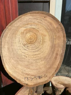 Eucalyptus